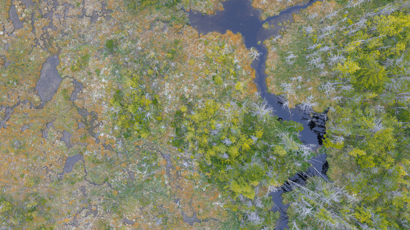 Vista aérea de un pantano con arroyo serpenteante rodeado de vegetación verde y tierra de turba marrón