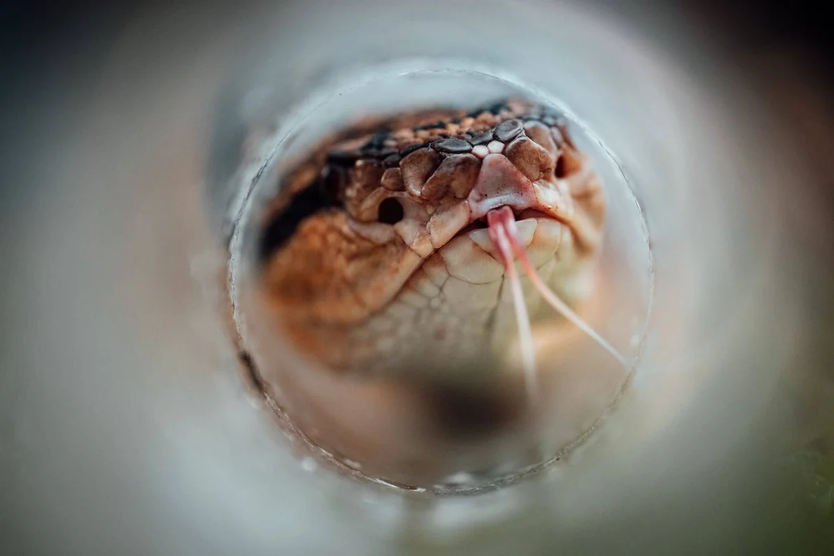 Close-up of a reptile curled inside a clear sphere, showing its brown head, dark eyes, and pink forked tongue.